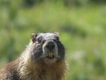 Marmot.jpg