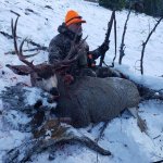 wyoming mule deer 2019.jpg