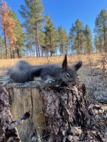 Alberts Squirrel.jpg