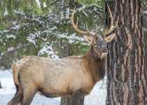 Snowy Elk October 2020 a-2642.JPG