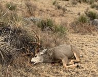 Muley.jpg