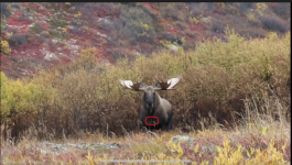 Moose 60 in.png