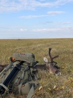 Caribou 1.jpeg