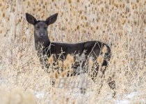 Bucks November 2020 a-2780.JPG