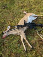 Doe With Gun.jpg