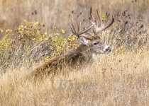 Whitetail October 2020-2433.JPG