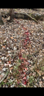 5472998D-46F9-49A0-87CF-8FBA20AA27BB.png 5472998D-46F9-49A0-87CF-8FBA20AA27BB.png