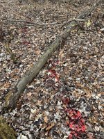 48709179-560F-46D3-9D22-4BCF6F94989B.jpeg 48709179-560F-46D3-9D22-4BCF6F94989B.jpeg