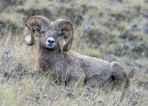 Sheep September 2019 a-0905.JPG