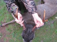hunters deerdeer.JPG