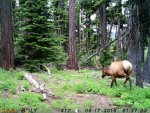 bull elk 1.jpg