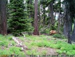 bull elk 2.jpg