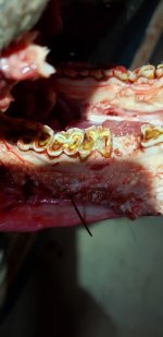 49936F5E-E378-4547-9FBA-F1B90F4AC0B6.jpeg 49936F5E-E378-4547-9FBA-F1B90F4AC0B6.jpeg