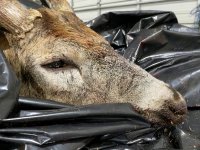 6C333A8B-8B31-4355-B988-B29D9EE5FDC3.jpeg 6C333A8B-8B31-4355-B988-B29D9EE5FDC3.jpeg