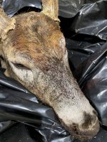 5F7F603B-644E-43D6-ADDF-B61B173B8253.jpeg 5F7F603B-644E-43D6-ADDF-B61B173B8253.jpeg