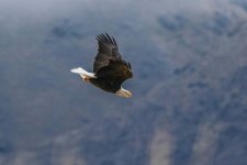 7C2AO392 Bald Eagle wings up 5.jpg