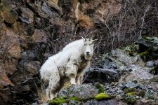 7C2A1032 Mountain Goat up on the rocks FAVE 3.jpg