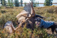 2019AK-Moose-00170.jpg