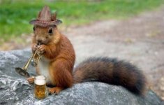 Squirrel Funny Photo.jpg