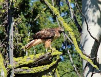 IMG_7545 Hawk profile FAVE.jpg