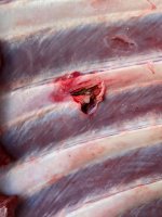 broadhead.jpg