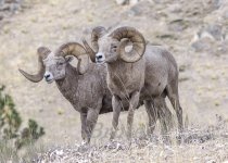 Sheep September 2019 a-1067.jpg