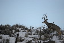 PCreek buck 3.jpg