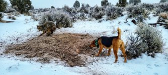 Gus and Coyote.jpeg