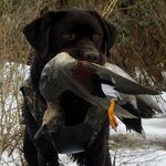 gadwall.jpg