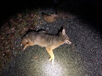 yote 3.jpg