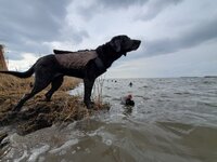 Gracie on the bay.jpg