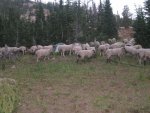 idaho sheep.jpg