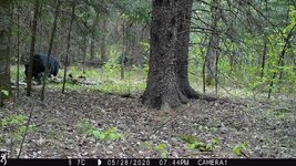 bear.jpg