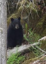 bear.jpeg