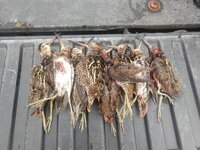 Snipe Limit!.jpg