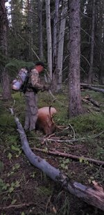 Elk.jpg