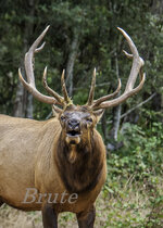 Roosevelt August 2014 1-4773.JPG