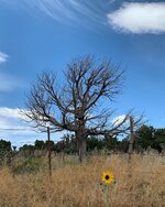 sunflower.jpg