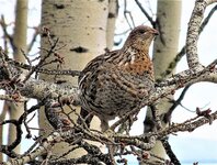 bakyard_grouse.JPG