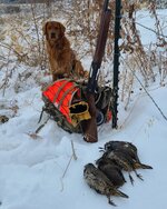 IMG_20201231_120241_688.jpg