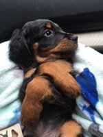 Griff4.jpg