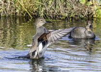 Gadwall January 2021 a-3137-a.JPG