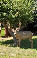 20200805_155305.jpg