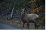 BigHorn-WM 1.jpg