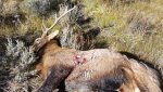 2016 Elk.jpg