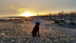 Tikka and frosty foggy sunrise.jpg