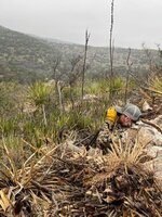 aoudad.jpg