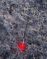 2020.AZ bloody arrow IW125-S resz_LI (2).jpg