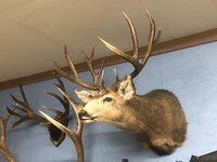 Sonney's huge buck.jpg Sonney's huge buck.jpg