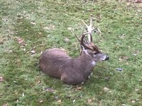 Yard buck 3.jpg Yard buck 3.jpg